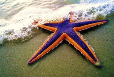 В океані мешкають дивні тварини з п’ятьма кінцівками та без голови: що про них відомо