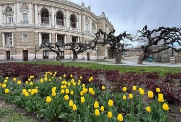 В Одессе зацвели тюльпаны из Нидерландов: вскоре город покроет фантастический ковер (фото)