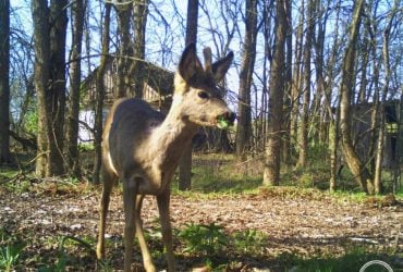 Тиха гостя: у районі Чорнобиля біля закинутих хат помітили цікаву тварину