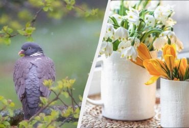 Сьогодні в Україні велике свято: що 11 квітня кожному потрібно зробити вдома