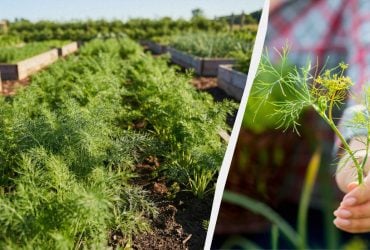 Пышный укроп получается только так: что посадить рядом и как густо сеять культуру