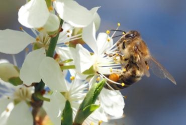 5 простых способов опыления растений, если нет пчел