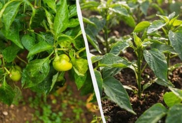 Опытные огородники сажают перец только по два в лунку: в чем плюсы этого метода