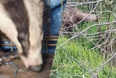 На Одещині врятували дику тварину, яка під час атаки РФ заскочила у двір житлового будинку