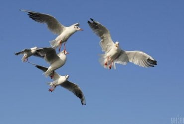 В стилі Хічкока: дитяче великодне полювання на яйця закінчилося масованою атакою чайок