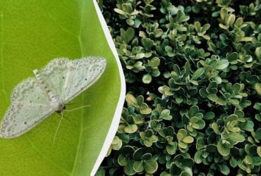 Самшитова вогнівка цього боїться, як чорт ладану: чим обробити сад від шкідника