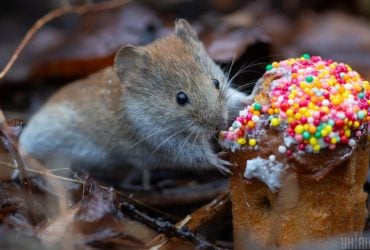 Синоптик рассказал, какая погода будет в Украине на пасхальные выходные