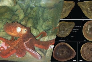 Найдавніший восьминіг з книги Гіннеса виявився не тим, ким його вважали