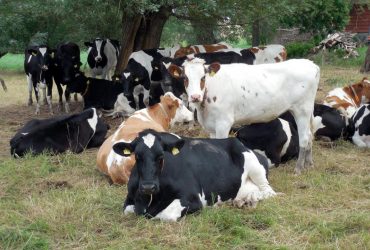 "Прорвався через кордон": у Китаї виявили перші випадки ящуру, на який не діє вакцина