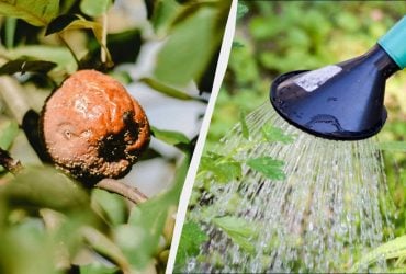 Монилиоз замучил, пока не попробовали этот метод: по 2 литра на дерево - и гниль ушла