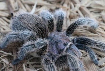 Тарантулы запоминают каждый свой путь к жертве: исследование ученых