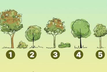 Швидкий тест на егоїзм: яке дерево ви посадите біля будинку - нарциси дають одну відповідь