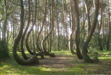 В польском лесу 400 деревьев изогнуты в одну сторону, и никто не может это объяснить (фото)