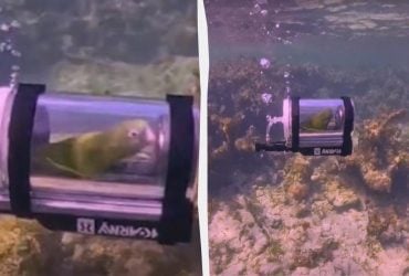 Попугай отправился в подводное приключение в самодельном батискафе: как это было