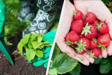 Первая обработка клубники в апреле - самая важная: от нее зависит будущий урожай