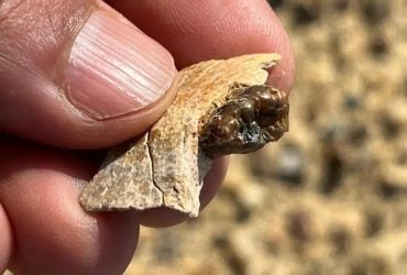 Вчені знайшли незвичайну скам'янілість у забутому регіоні Єгипту: чому вона важлива