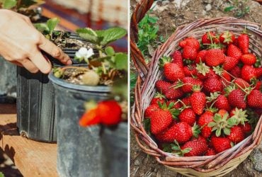 Когда сажать клубнику весной: и зачем опытные садоводы срывают первые цветочки