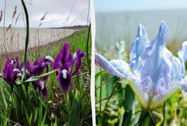 Гідні імен богів: на Одещині масово цвітуть неймовірно красиві квіти (фото)