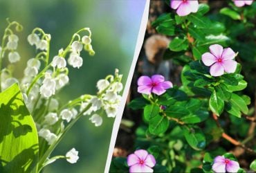 Эти 7 многолетников красиво выглядят, но сажать их нельзя: потом не выведете из сада