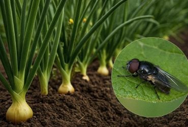Луковая муха и на метр не приблизится к посадкам: чем обработать грядки и севок