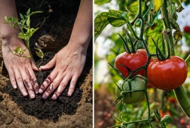 Одна ложка в лунку - и урожай помидоров увеличится в 10 раз: что кладут огородники