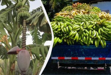 Стебли бананов после сбора урожая перерабатывают в ткань и бумагу: отходы стали ресурсом