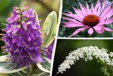 Будут цвести все лето: ТОП-10 лучших декоративных растений для ленивого ухода