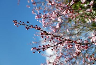 Коли молодик у квітні: астролог назвала дату та 5 знаків Зодіаку, яким пощастить найбільше