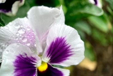 16 апреля порадует киевлян тепло и небольшим весенним дождем