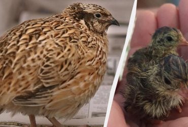 Хорошие родители стареют быстрее: исследование на животных выявило интересную закономерность