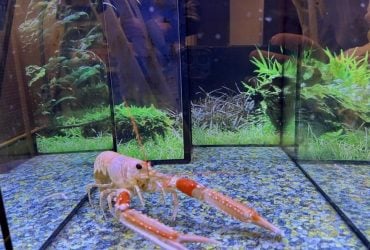 Ученые призвали запретить варить заживо омаров: какая причина