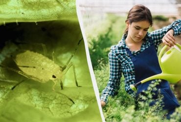 Тля и близко не подберется: самое дешевое и эффективное народное средство от вредителя
