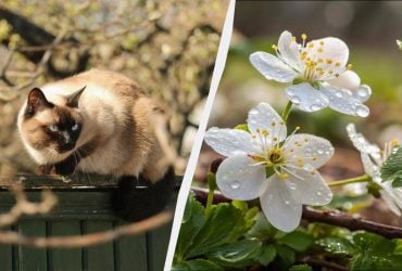 Два незвичайні свята в Україні 18 квітня: що потрібно зробити, щоб рік був щасливим