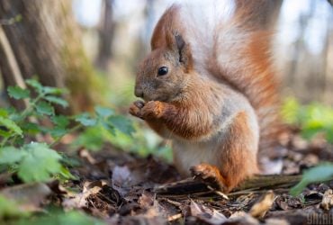 17 квітня в Києві стане на кілька градусів свіжіше