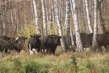 Звідки в районі Чорнобиля взялося стадо здичавілих корів: дослідники дали відповідь