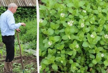 Дідовий метод боротьби з мокрицею між грядками: жодного бур’яну не залишиться
