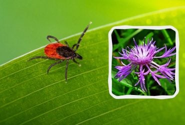 Клещи ненавидят запах этих 5 цветов: кровососы покинут ваш сад навсегда