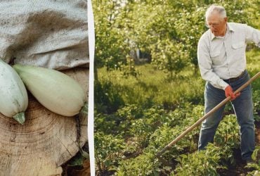 Урожай кабачків буде в 5 разів більшим: ось що потрібно посадити поруч із овочем