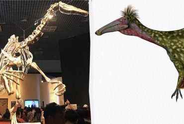 В Аргентині вівчар випадково знайшов рештки гігантського динозавра