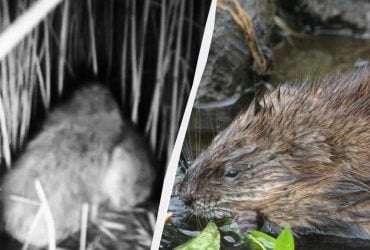 На Одещині помітили ондатр під час шлюбного періоду: оприлюднено рідкісні кадри