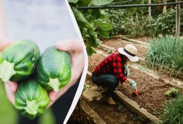 Таке сусідство знищить кабачки за один сезон: що не можна садити поруч із ними