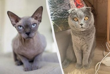 Ветеринар назвал 5 пород кошек, которых никогда бы не завел