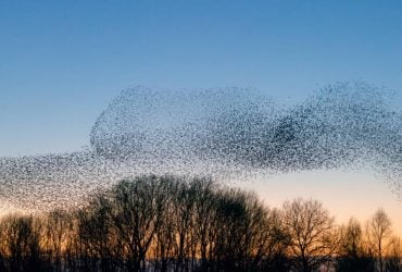 Під цвинтарем Нью-Йорка знайшли 5,6 мільйона живих істот: вчені приголомшені