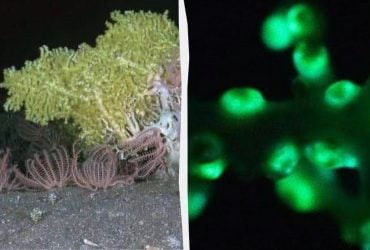 Вчені виявили у у глибині Тихого океану істоту, яку раніше ніхто не бачив