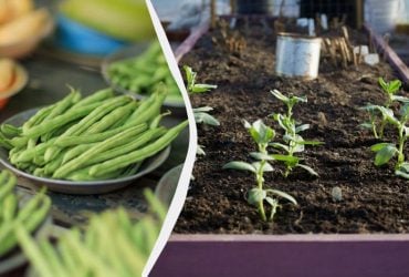 Названы лучшие соседи для фасоли: 11 овощей, которые можно посадить рядом