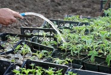 Після пікірування томати потрібно підгодувати: 3 домашні добрива для міцної розсади