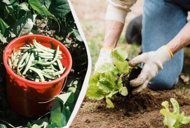 Найгірше сусідство для квасолі на грядці: врожаю не дочекаєтеся навіть із підгодівлею