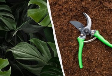 Монстеру може вбити власна вага: як правильно її обрізати та розмножувати