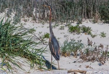 В природном парке заметили настоящего аса маскировки (фото)