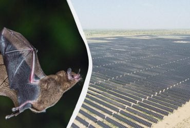 Кажани почали плутати сонячні панелі з водою, і це змінює їхню поведінку